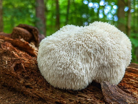 Lion’s Mane: Cognitive Superfood or Overblown Hype?