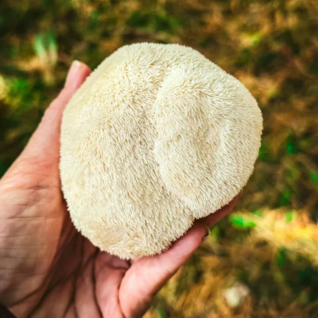 Lion’s Mane and Brain Health: Worth the Hype or Just Another Fad?