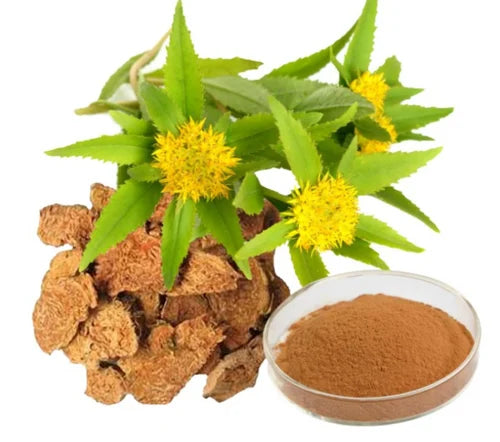 Rhodiola Rosea: A Natural Pick-Me-Up for Burnout and Brain Fog