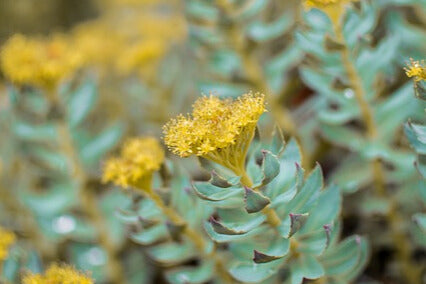 Rhodiola Rosea